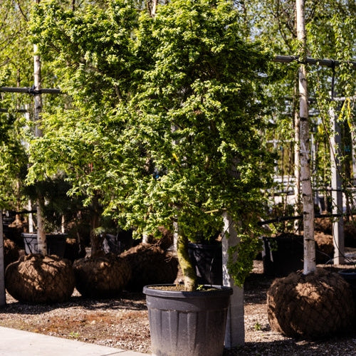 Lundalm - Ulmus minor 'Jacqueline Hillier' 175-200 MS CONT