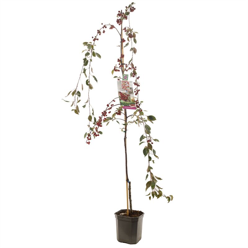Malus &