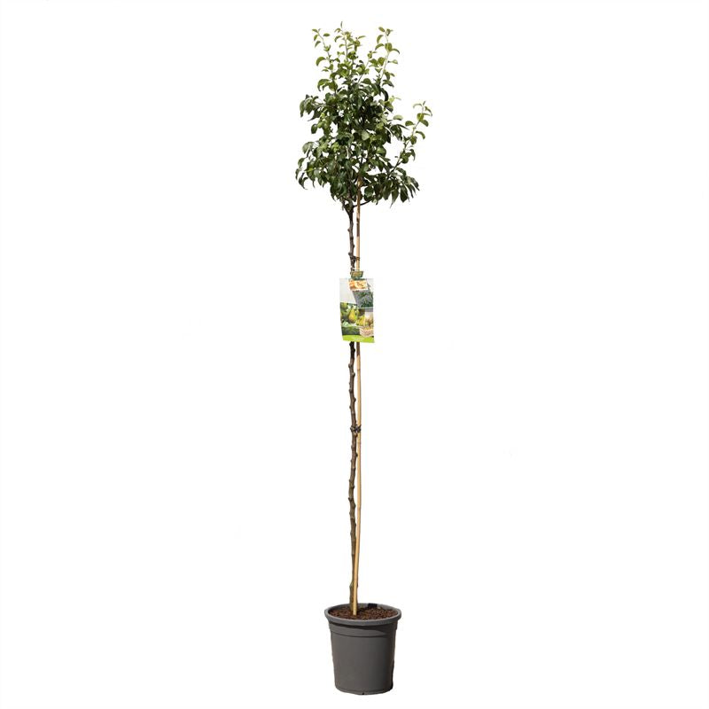Pyrus communis &