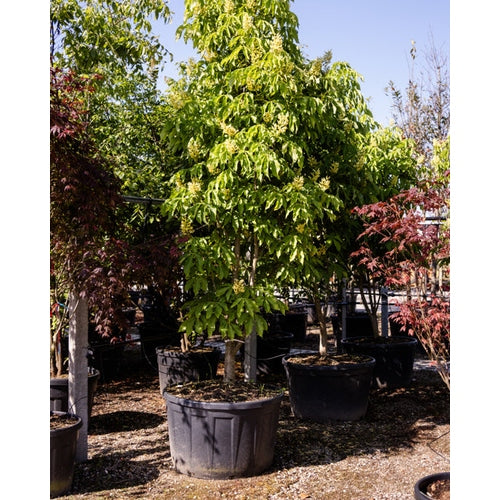 Gulblommig hästkastanj - Aesculus flava 250-300 MS CONT