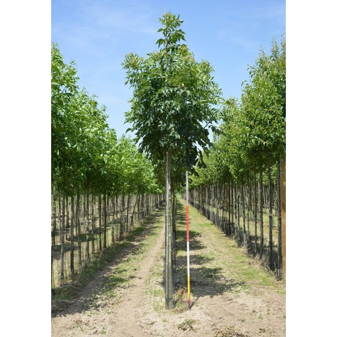Ask - Fraxinus excelsior 'Westhof's Glorie' 12-14  HS,