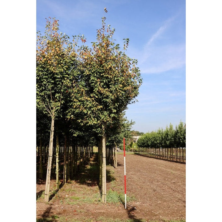 Häggmispel - Amelanchier arborea 'Robin Hill'  - Stammens omkrets 20-25 cm, höjd 4-4,5 meter,   HS, COCO