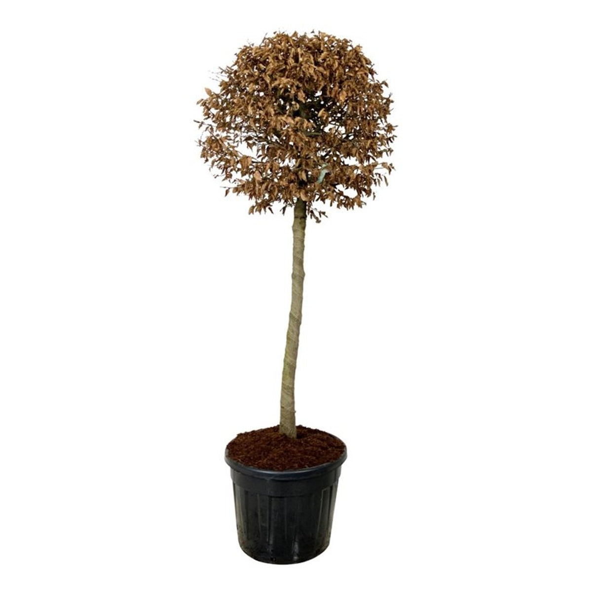 Carpinus betulus Stamträd 125 cm C90 (90 liters kruka)