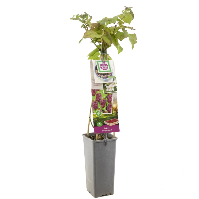 Rubus loganobaccus &