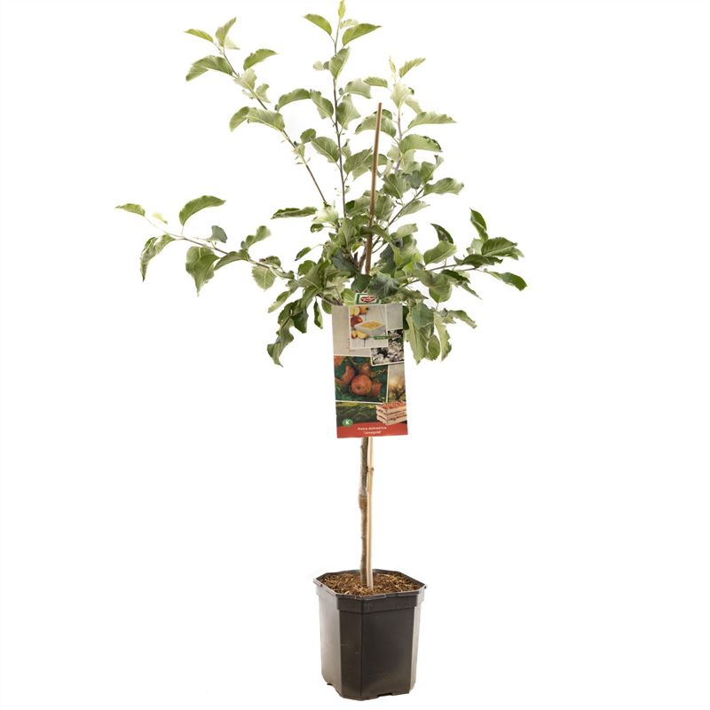 Malus domestica &