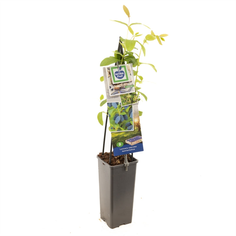 Lonicera caerulea kamtschatica 50-60 cm, C2 (2 liters kruka)