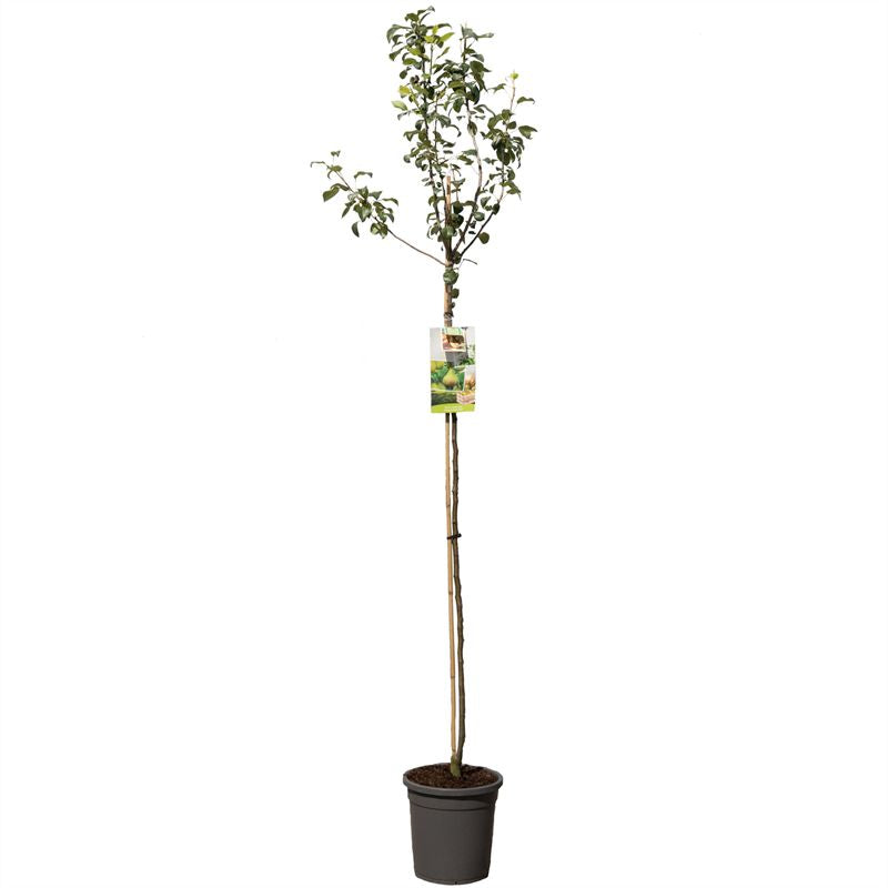 Pyrus communis &