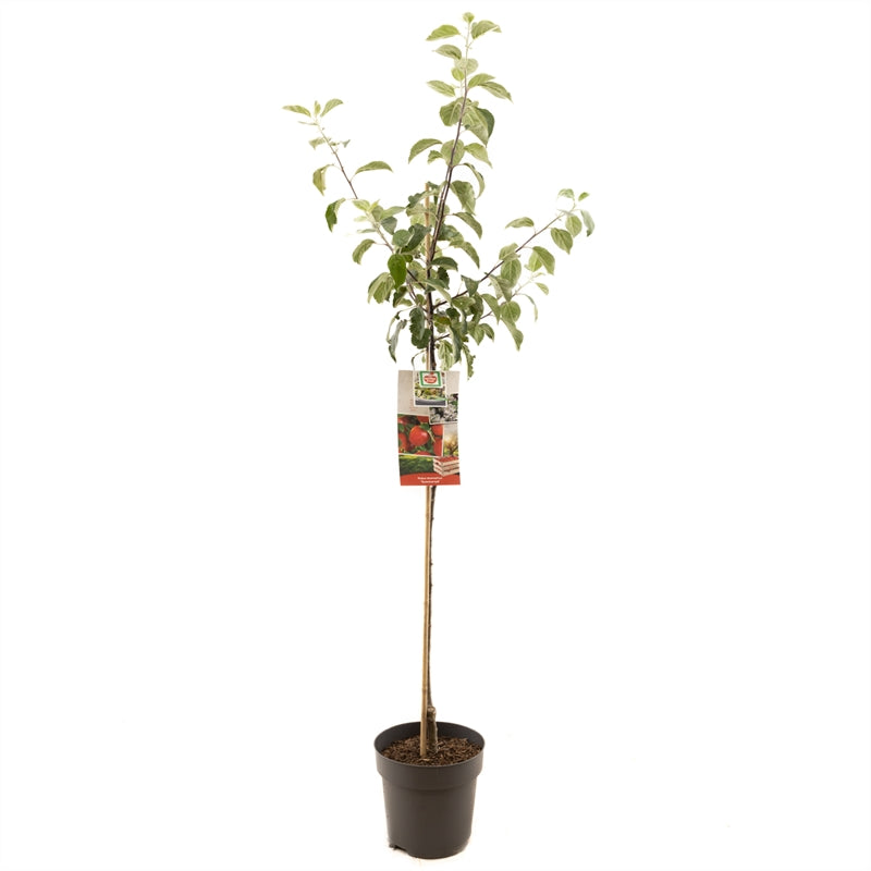 Malus domestica &