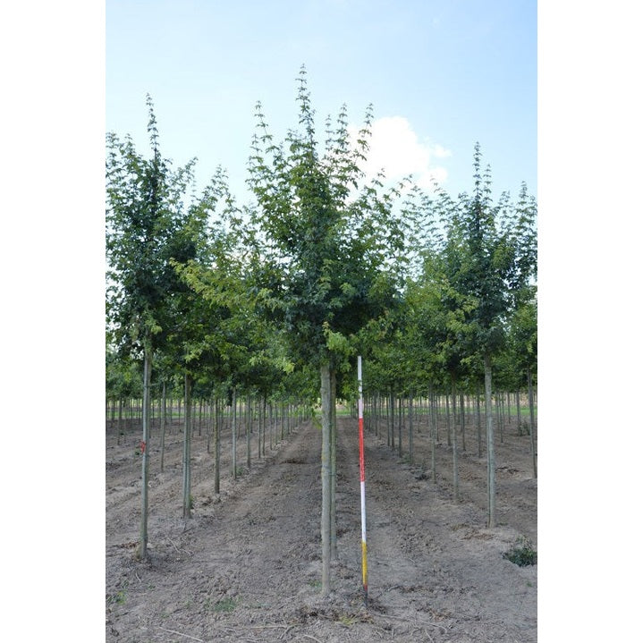 Naverlönn - Acer campestre  - Stammens omkrets 16-18 cm, höjd 3,5-4 meter,    HS, COCO