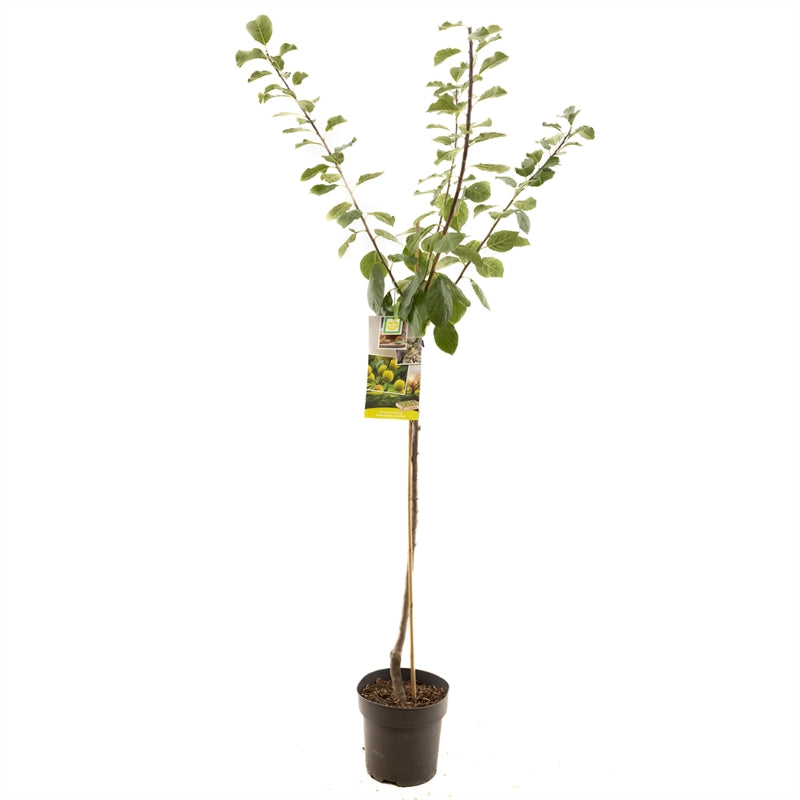 Prunus domestica &