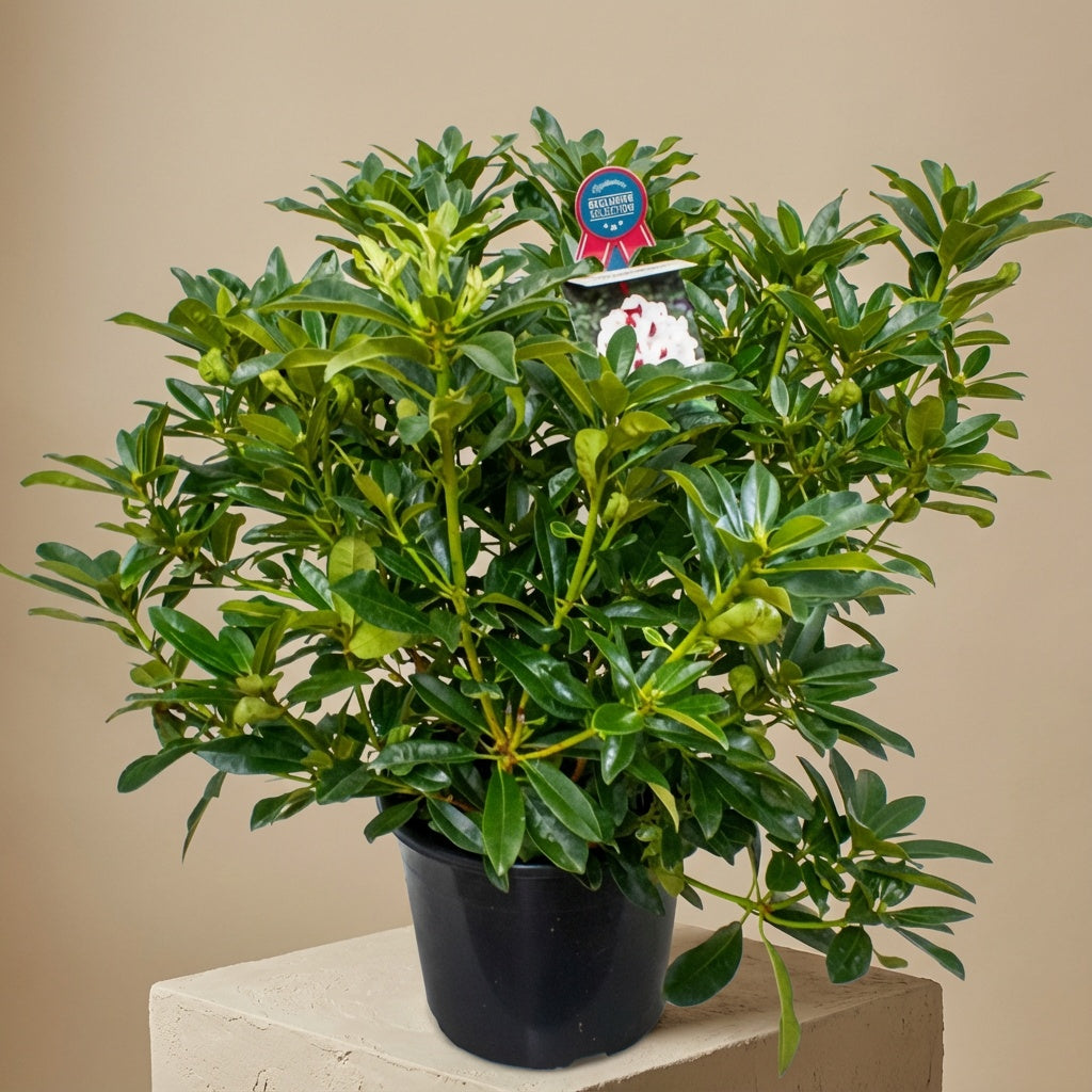 Rhododendron – Rhododendron &