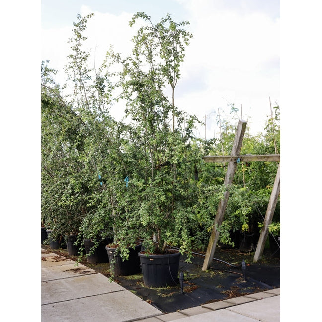 Trubbhagtorn - Crataegus monogyna 250-300 MS
