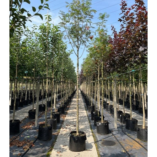 Ullungrönn - Sorbus 'Dodong'  - Stammens omkrets 14-16 cm, höjd 3,5-4 meter,  HS, CONT