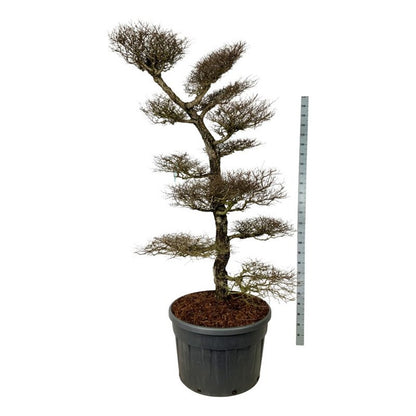 Nothofagus antarctica Bonsai 200-225 cm C230 (230 liters kruka)