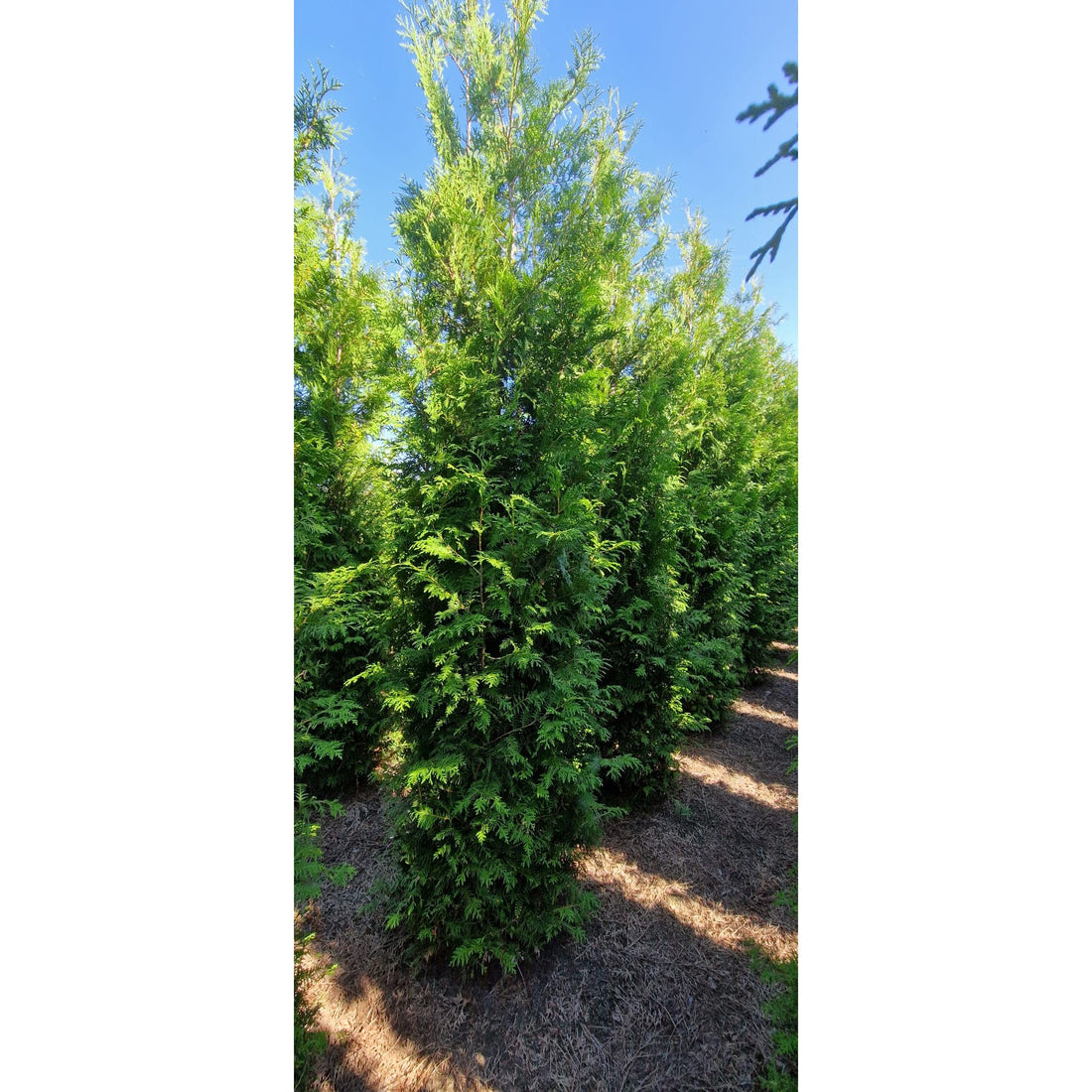 Thuja Brabant -  225-250 cm
