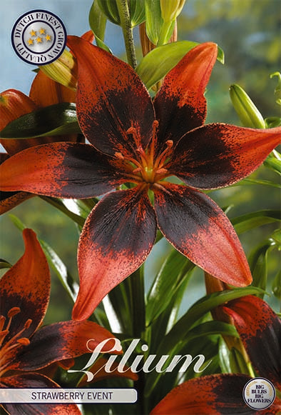 Asiatlilja-Lilium Asiatic Strawberry Event – hel förpackningsbild med blomman, 2-pack. Från Svedberga Plantskola