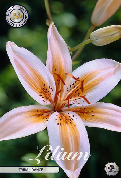 Asiatlilja-Lilium Tribal Dance – hel förpackningsbild med blomman, 2-pack. Från Svedberga Plantskola