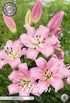 Orientalisk lilja-Lilium Oriental Gracefull – hel förpackningsbild med blomman, 2-pack. Från Svedberga Plantskola
