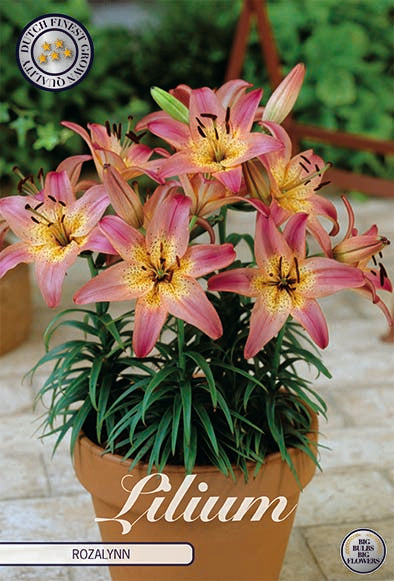 Asiatlilja-Lilium Rozalynn – hel förpackningsbild med blomman, 2-pack. Från Svedberga Plantskola