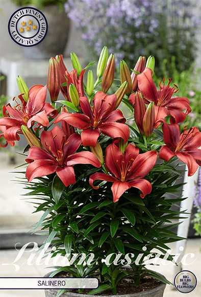 Asiatlilja-Lilium Salinero – hel förpackningsbild med blomman, 2-pack. Från Svedberga Plantskola