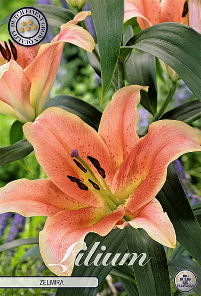 Lilja-Lilium Zelmira – hel förpackningsbild med blomman, 2-pack. Från Svedberga Plantskola