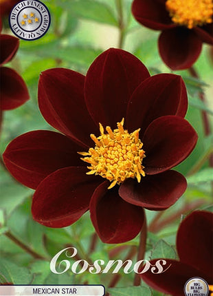 Cosmos Mexican Star 1-pack