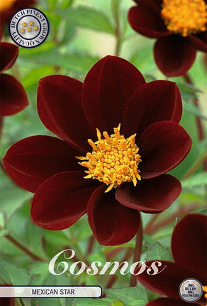 Cosmos Mexican Star 1-pack