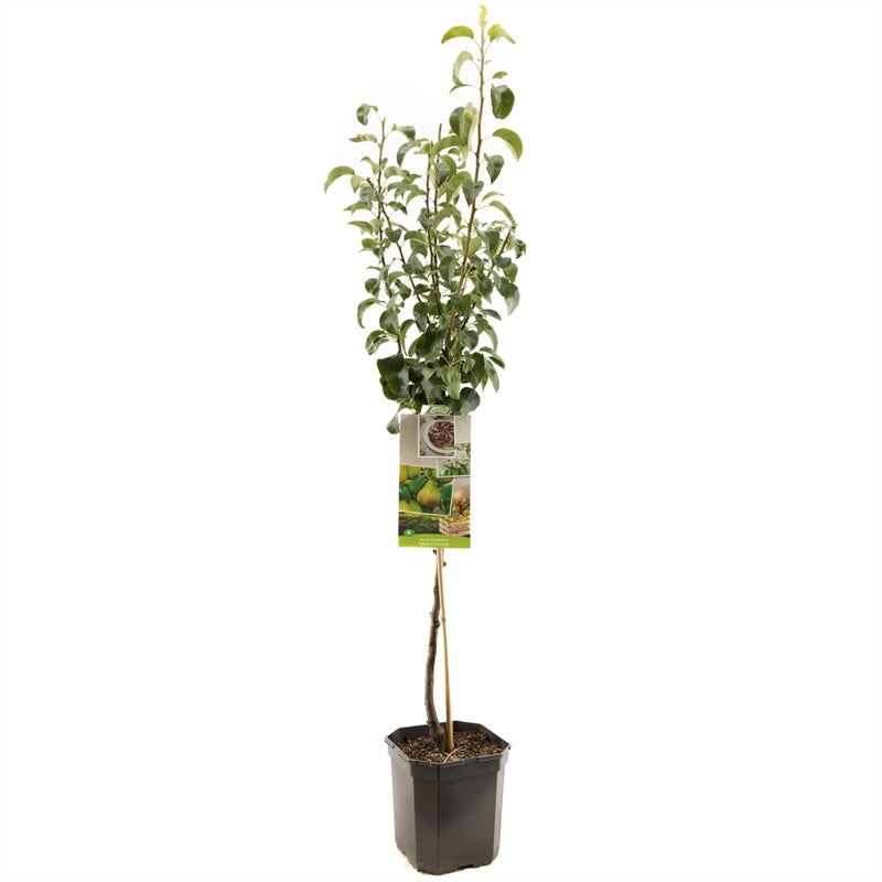 Pyrus communis &