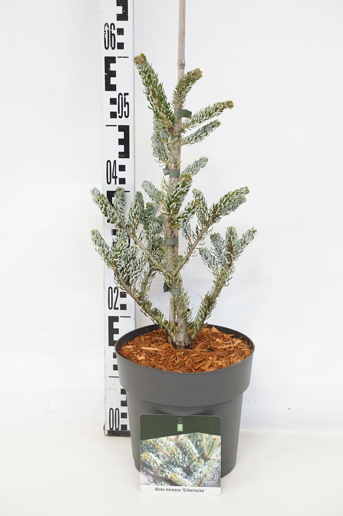 Abies koreana &