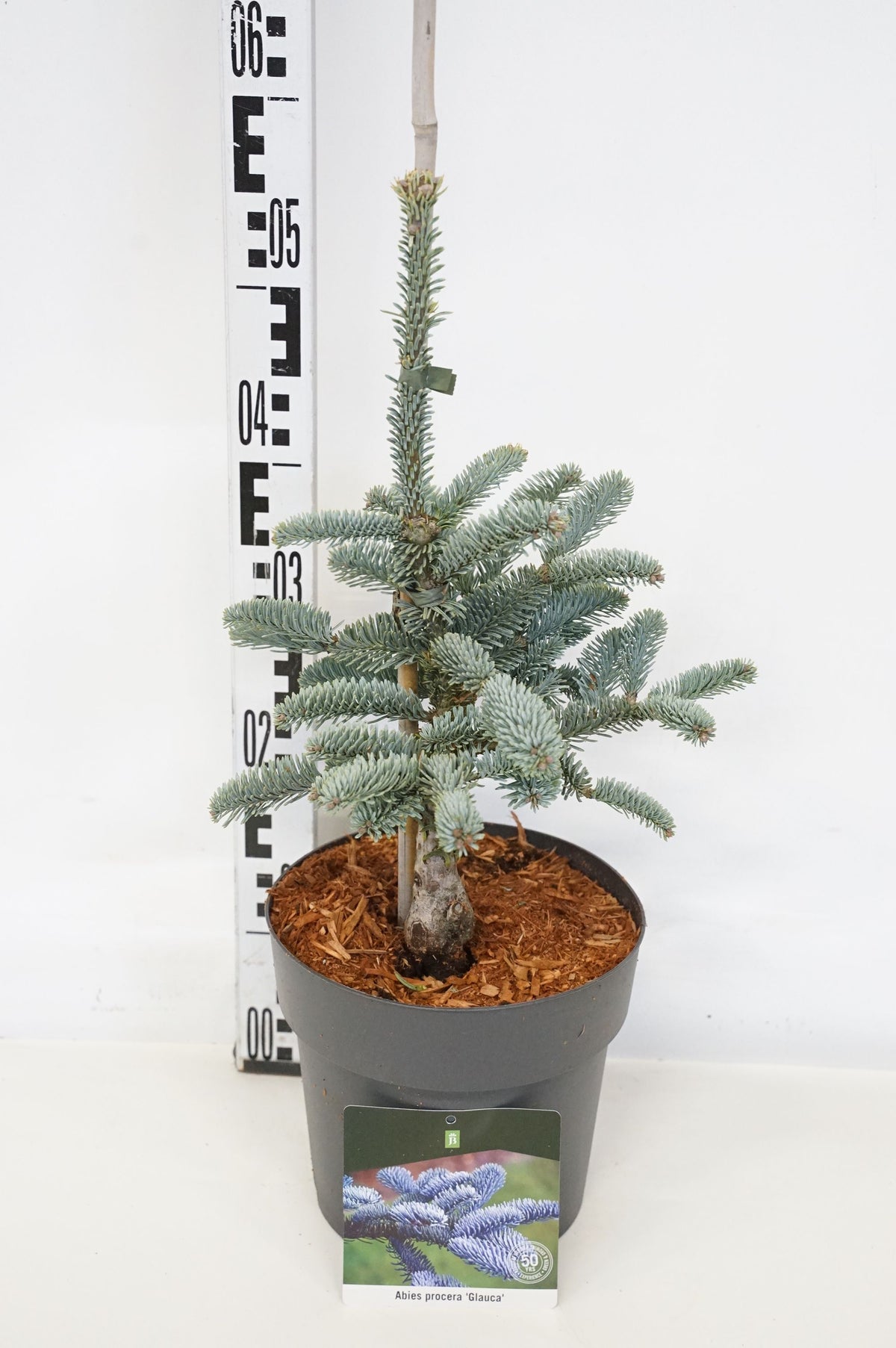 Abies procera &