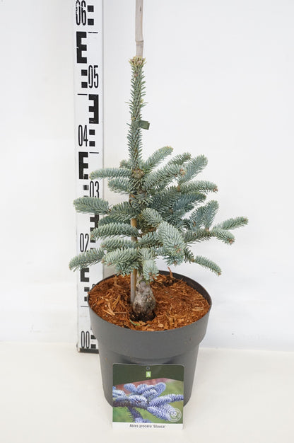 Abies procera &
