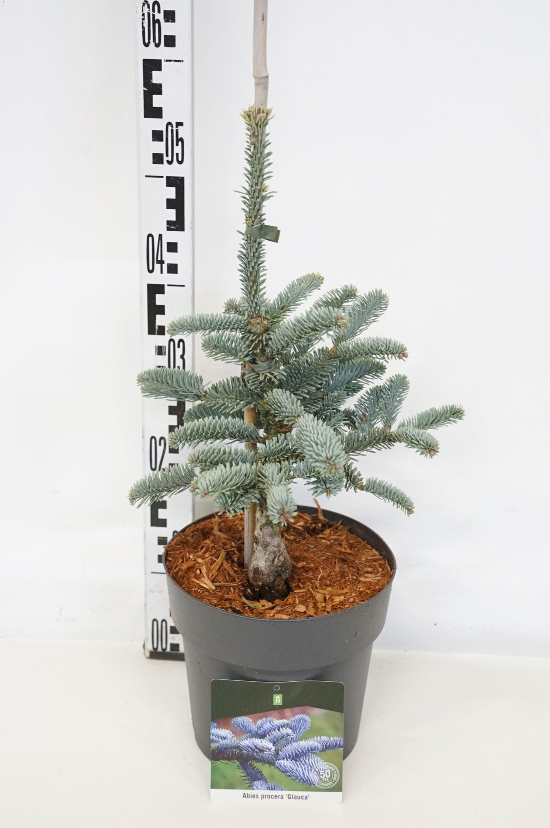 Silvergran procera &