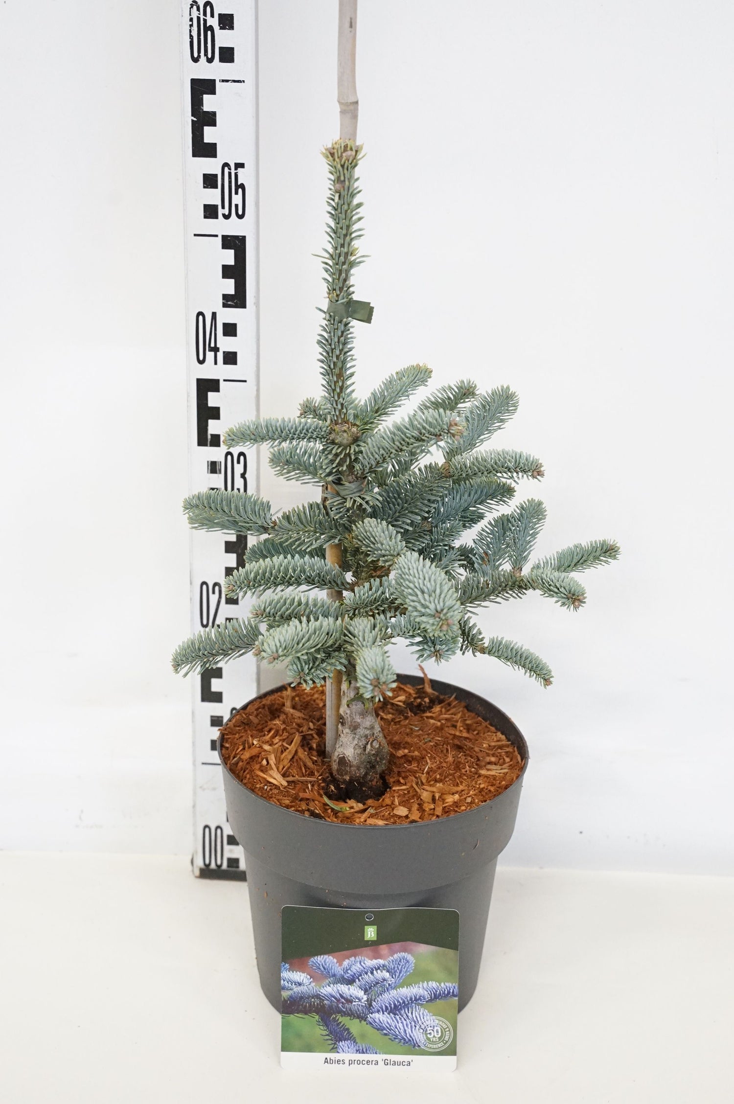 Silvergran procera &