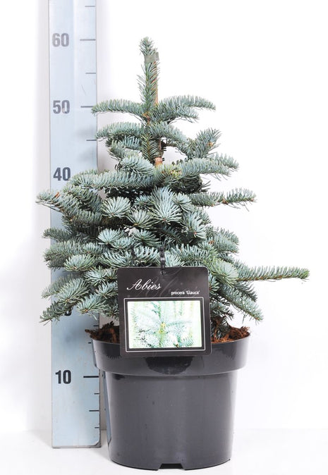 Abies procera 'Glauca'