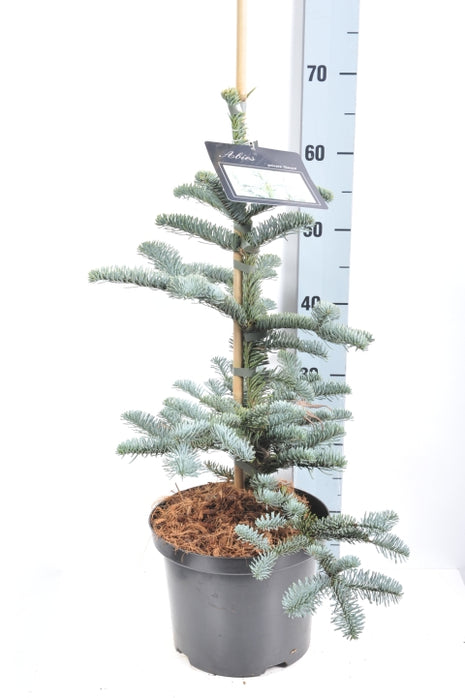 Abies procera 'Glauca'