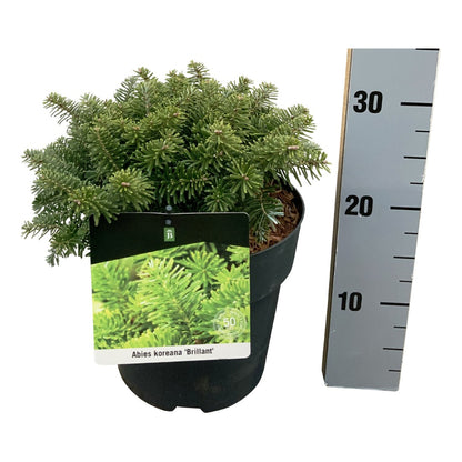 Abies koreana &