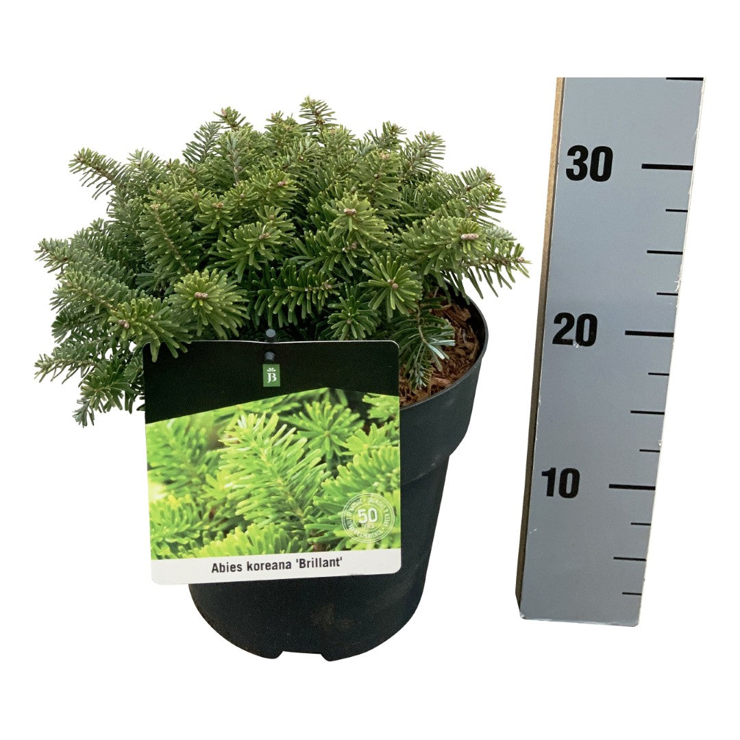 Abies koreana &