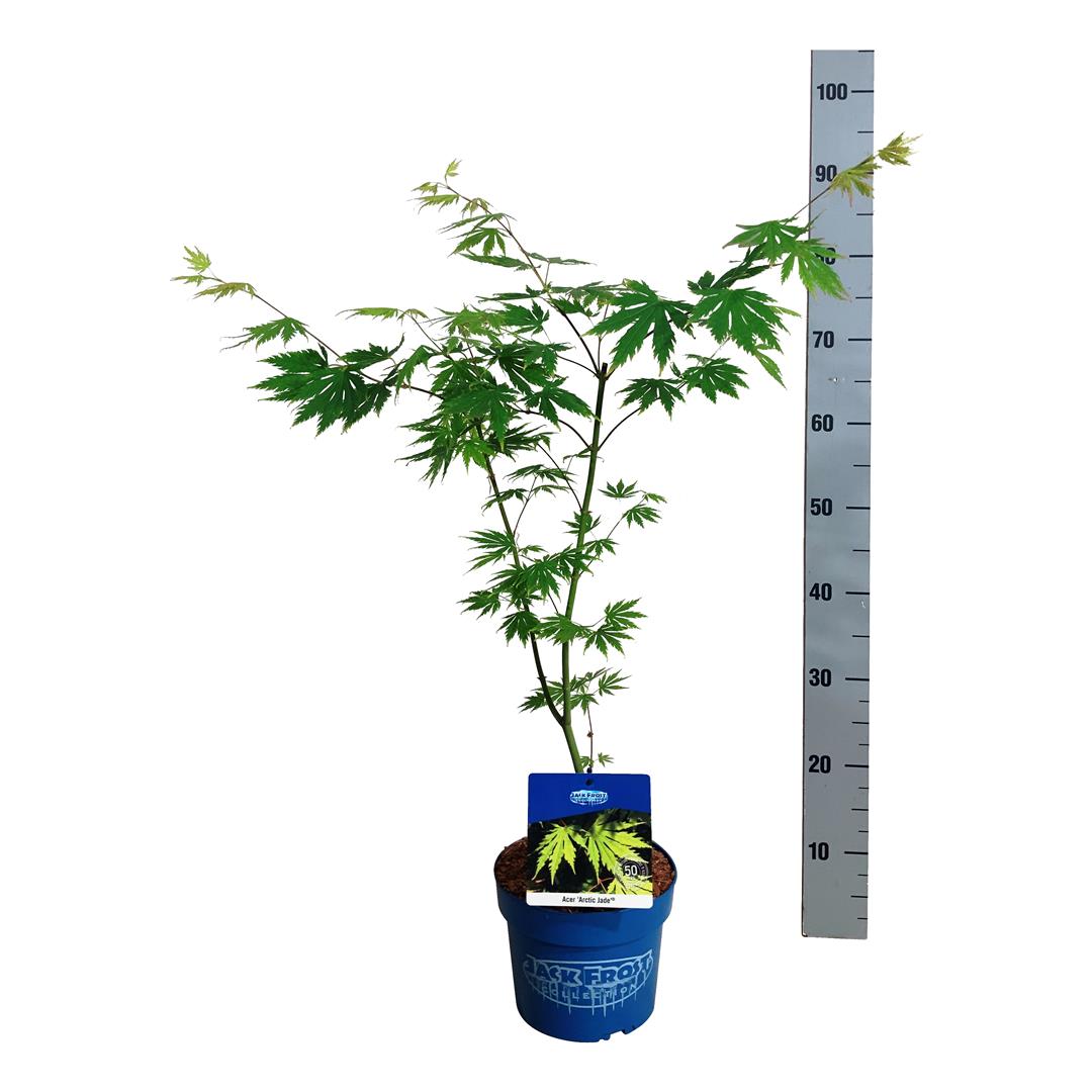 Acer &