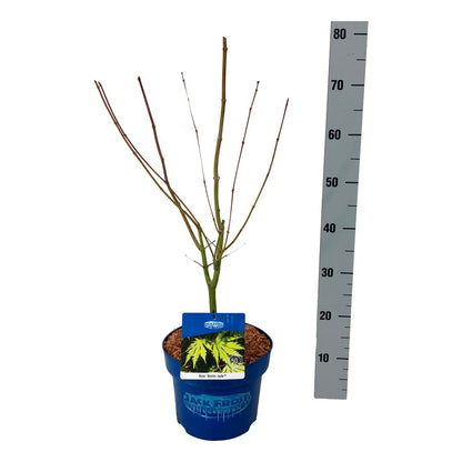 Acer &