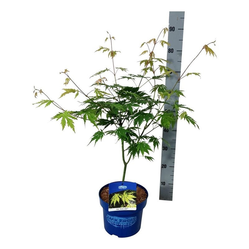 Acer &