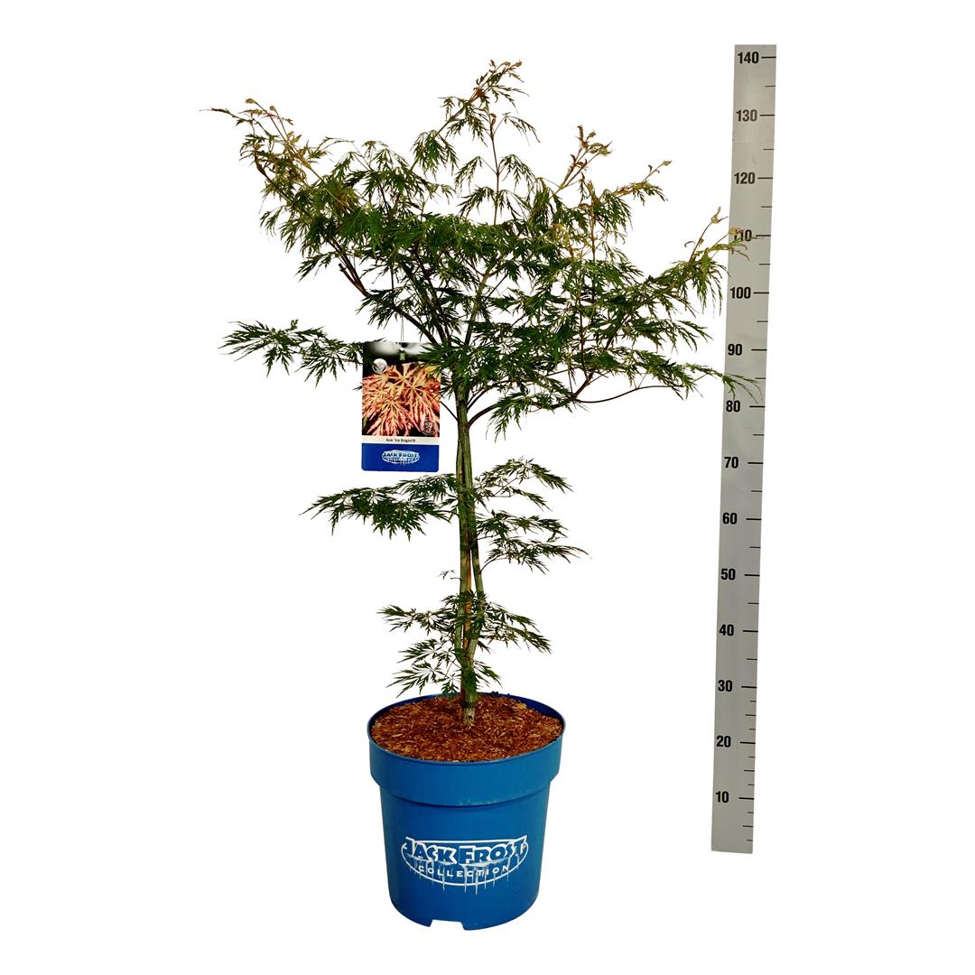 Acer &
