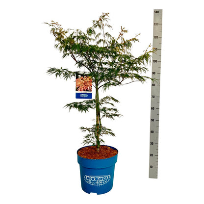 Acer &
