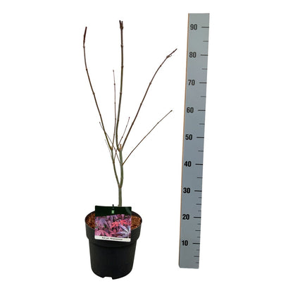 Acer pal. &