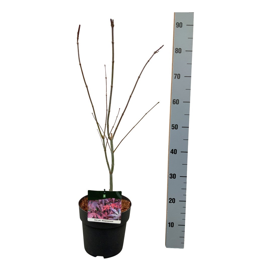 Acer palmatum &