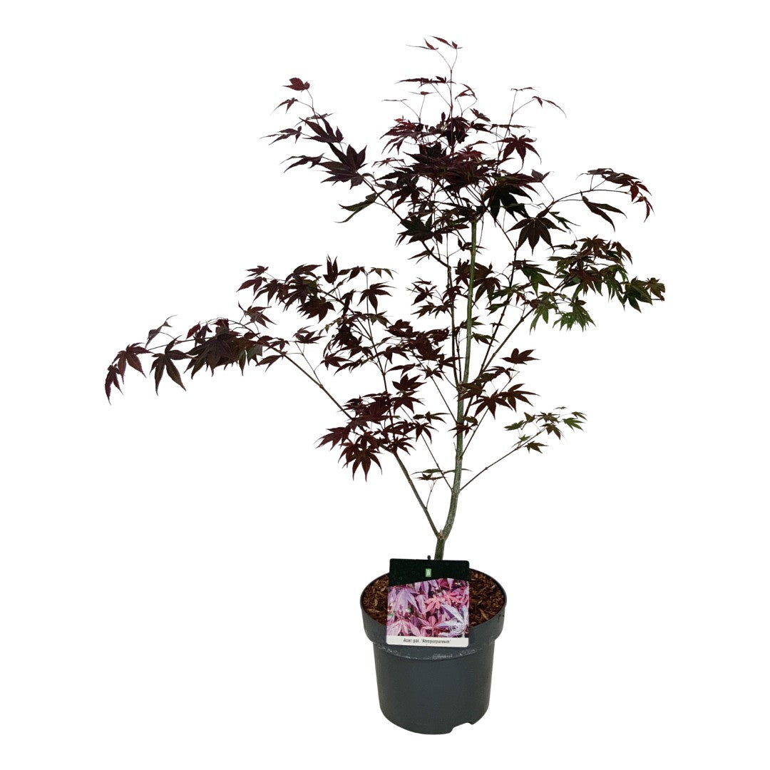 Acer palmatum &