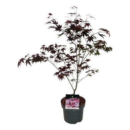 Acer palmatum &