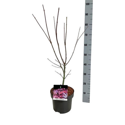 Acer palmatum &