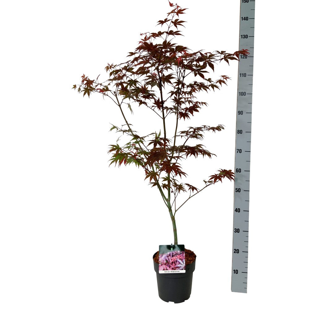 Acer pal. &