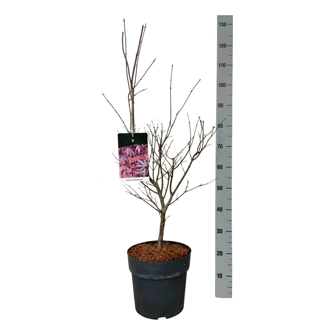 Acer palmatum &