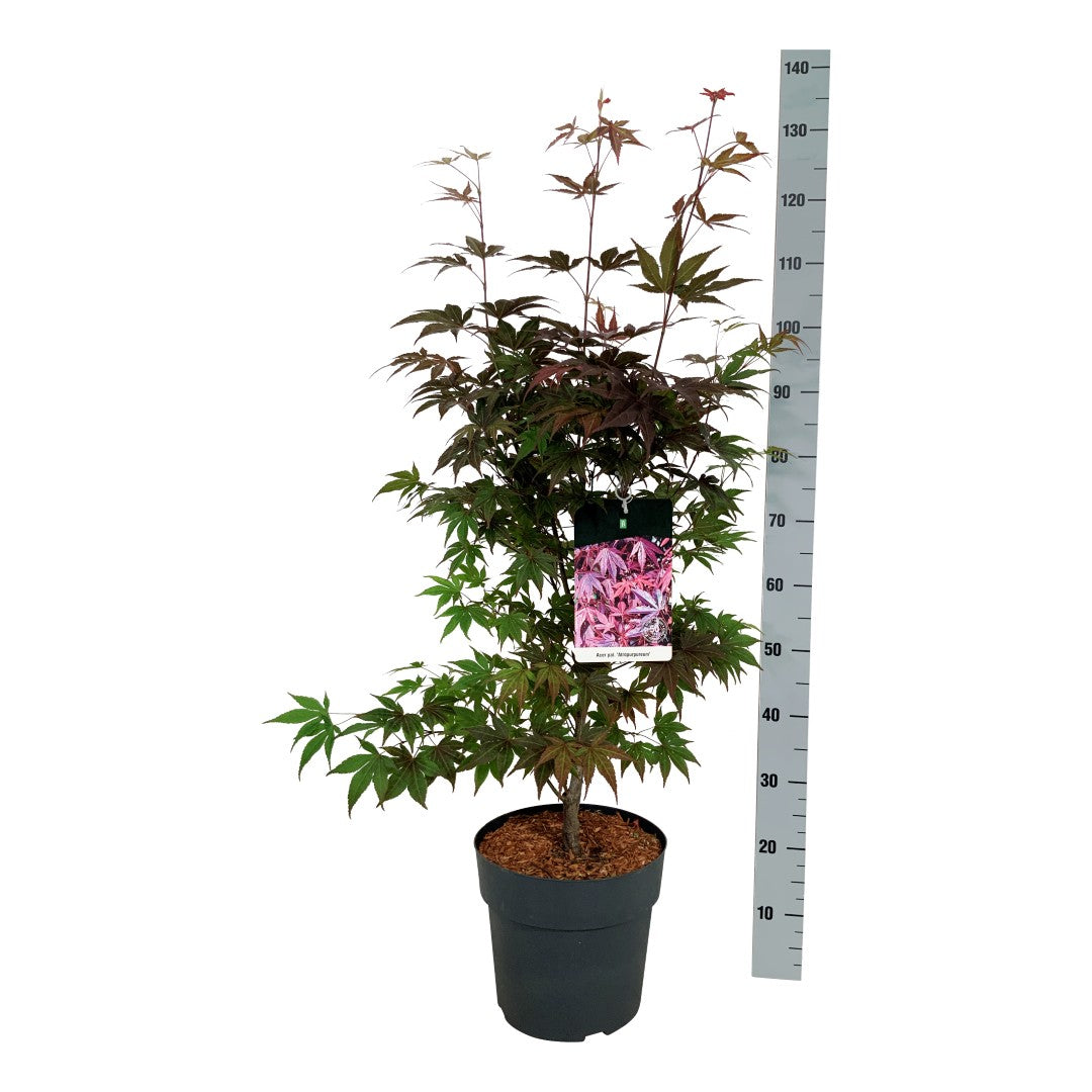 Acer palmatum &